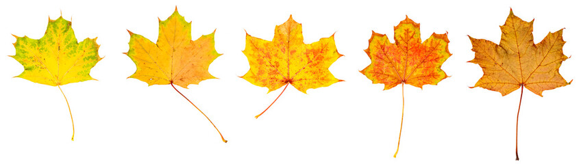 farbiges Laub im Herbst, vor weißem Hintergrund, Panorama