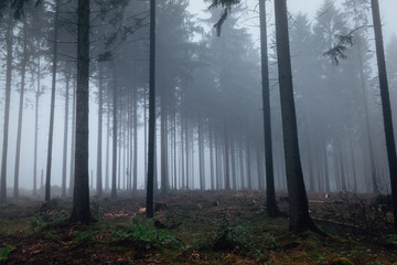 Obraz premium Nebelwald