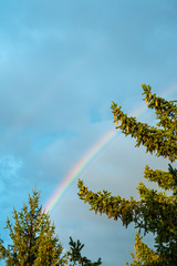 rainbow in the sky with fir green trees