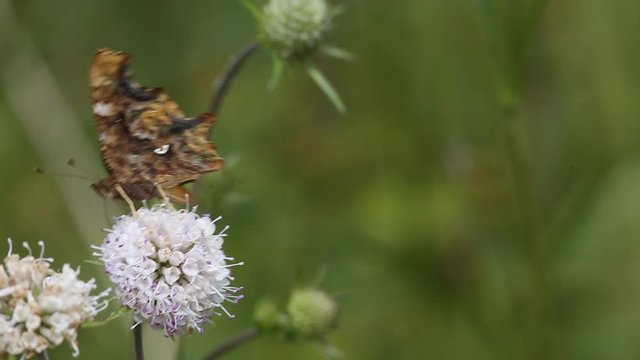 Butterfly Comma (Polygonia c-album) is on a purple flower