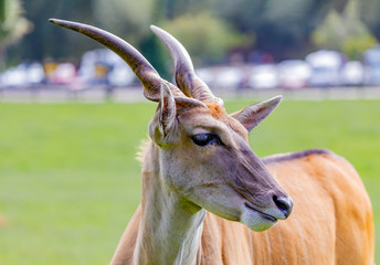 Large male eland antelope