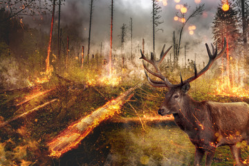 Hisch steht im brennenden Wald