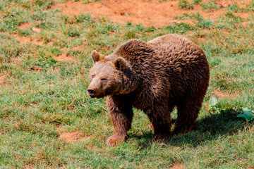 Beautiful brown spanish bear