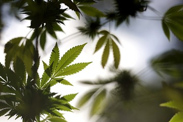 Plante végétation cannabis - feuillage nature fumer