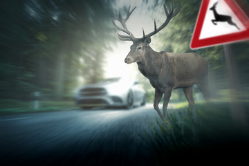 Wildunfall - Hirsch - Straßenverkehr