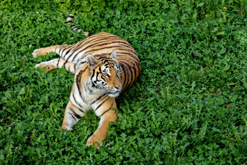 Amazing tiger