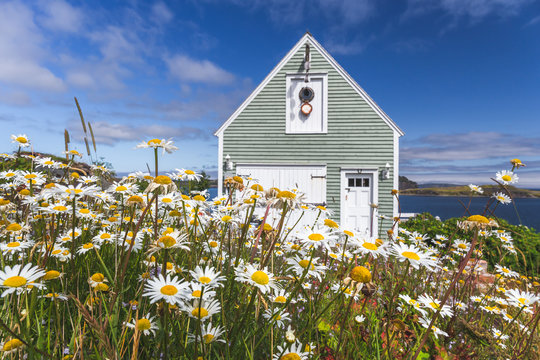 Traditional home with old varrow along the rugged shores of Newfoundland, Canada.