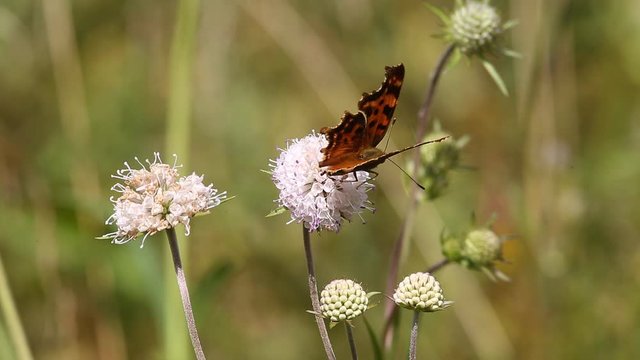 Butterfly Comma (Polygonia c-album) is on a purple flower