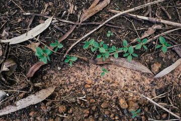 A small tree that grows on a rock