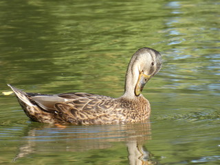 Obraz premium Female Mallard (Anas platyrhynchos), or Mallard Duck in Canada, scratching with its beak