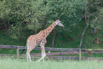Amazing big giraffe
