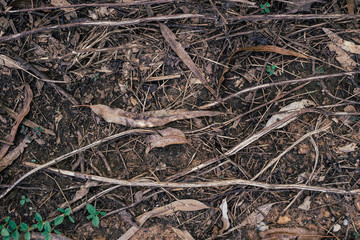 Leaves and twigs dry on the ground