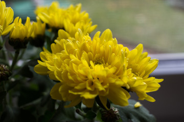 gelbe Blume im Haus Nahaufnahme