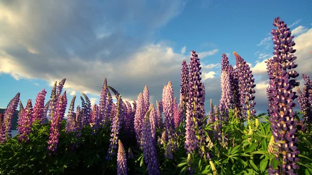 Lake Tekapo, New Zealand - Beautiful Lupin Field at Lake Tekapo, New Zealand in Summer. Top Travel Destination in New Zealand. New Zealand Landscape.