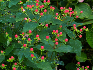 Hypericum berries in autumn, close up in a flower border