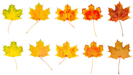 farbiges Laub im Herbst, vor weißem Hintergrund, Panorama