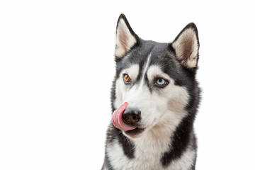 Husky dog wait treats and licking nose over white background. Dog is waiting dog treats