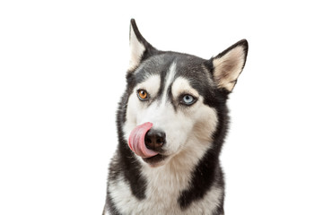 Funny husky dog wait treats and licking on the white background. Dog is waiting dog treats - obrazy, fototapety, plakaty