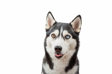 Funny husky dog showed tongue wait treats over the white background. Dog is waiting dog treats