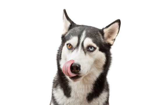 Funny husky dog wait treats and licking on the white background. Dog is waiting dog treats