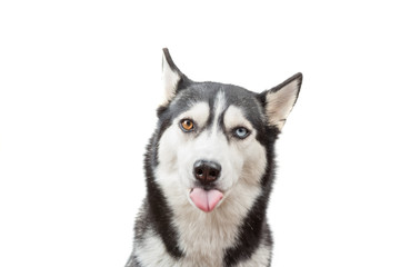 Naklejka na ściany i meble Funny husky dog wait treats and showed tongue over the white background. Dog is waiting dog treats
