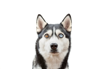 Funny bi-eyed husky dog wait treats over the white background. Dog is waiting dog treats