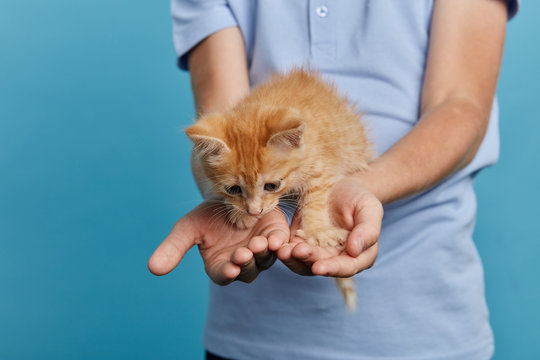 children's arm holding a stray poor kitten, close up cropped photo. focus on the cat. isolated blue background