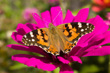 butterfly on a pink flower