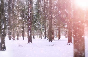 A winter fairy tale, in the forest. 
