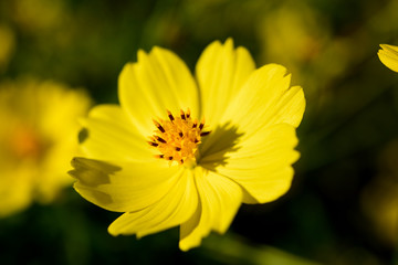 It is an up photo of Cosmos sulphureus