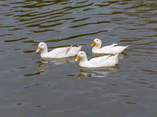 picture of a small pond with moving waterfowl, birds out of focus