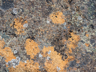 Colorful Lichen Background