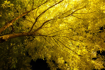Tree with yellow leaves in the light of lanterns. Against the background of the night black sky.