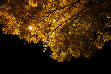 Tree with yellow leaves in the light of lanterns. Against the background of the night black sky.