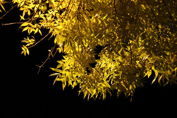 Tree with yellow leaves in the light of lanterns. Against the background of the night black sky.
