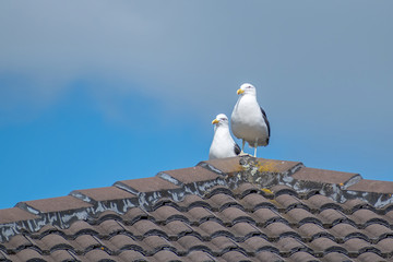 view of two seagulls sitting on the concrete tile roof