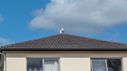view of two seagulls sitting on the concrete tile roof