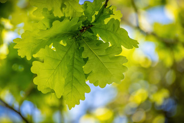 View of young oak leaves in spring