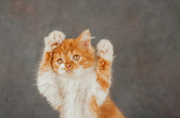  Fluffy ginger kitten on a dark gray background. Funny kitten raised up its paws.