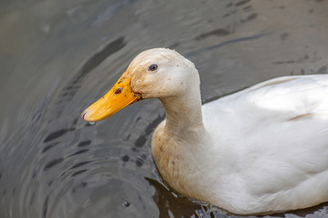 View of white duck with yellow beak