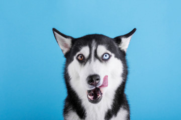 Bi-eyed husky dog is licking on a blue background, dog wait for food