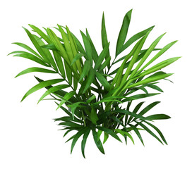 Green leaves of chameadorea palm
