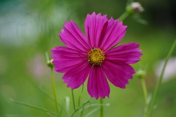 pink flower in the garden
