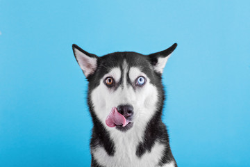 Happy bi-eyed siberian husky dog is liking her nose on a blue studio background, concept of dog...