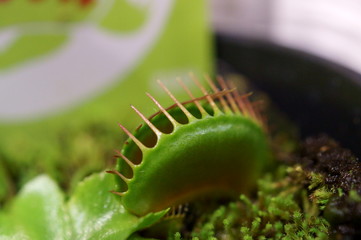 Venus Flytrap of carnivorous plant