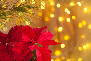 Red bouquet of poinsettia surrounded by festive lights
