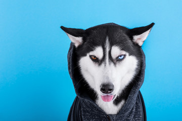 Funny bi-eyed siberian husky dog in hoody like gangbanger on a blue studio background