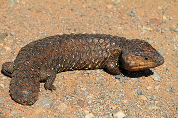 Tannenzapfenskink