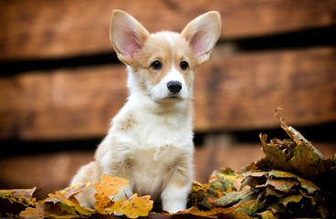 Welsh Corgi puppy in autumn