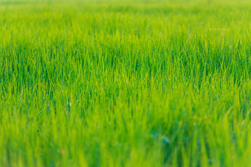 Close-up rice terrace field and drew drop in the morning